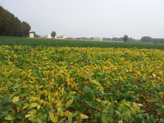 China Anhui Province%2c Soybeans. Full image view opens in a new window.